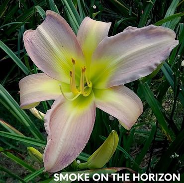 daylily smoke on the horizon