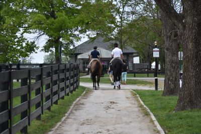 Southeastern Thoroughbred Showcase OTTB SETBS Events TB Eventing Show Hunter Show Jumper Dressage