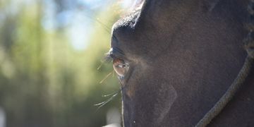 entry status southeastern thoroughbred showcase therapy horse equine-assisted GIHP conyers