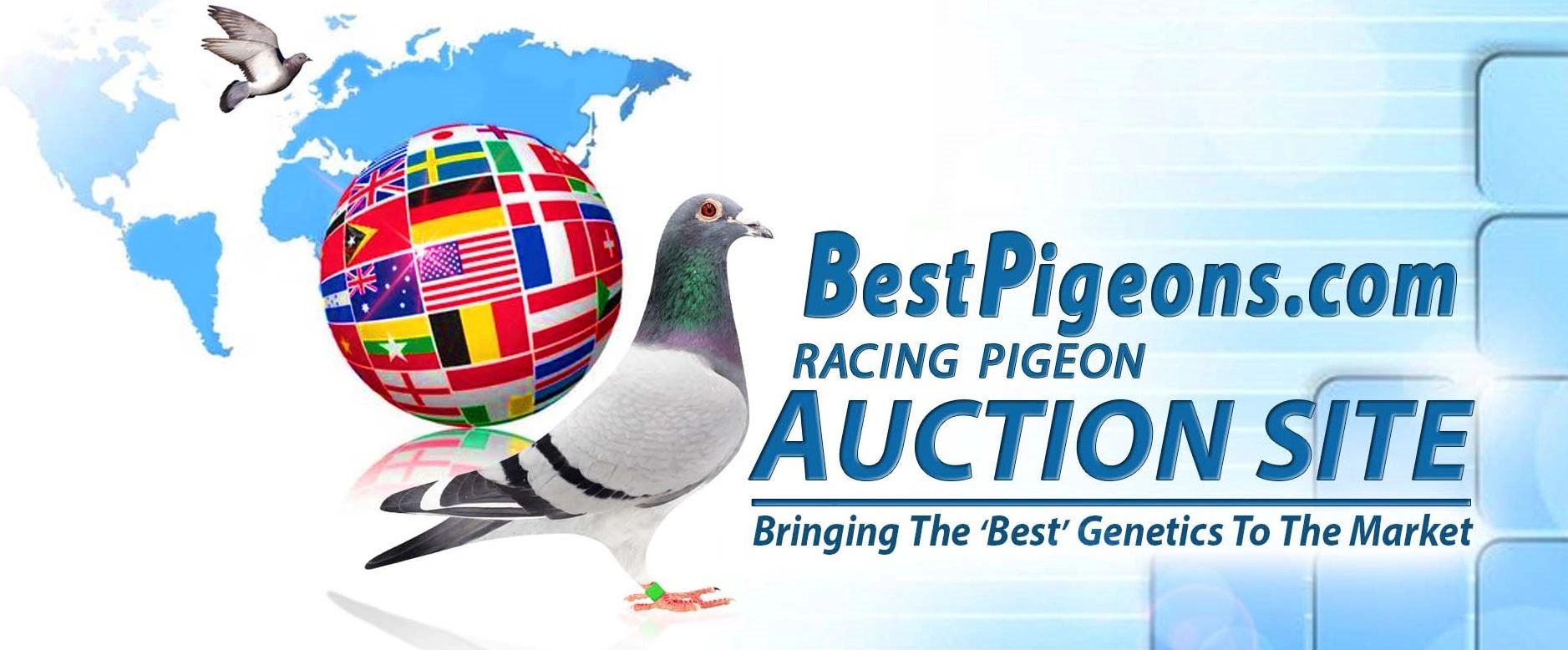 Best Pigeons