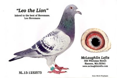A racing pigeon named Leo the Lion with detailed eye close-up and breeder info.