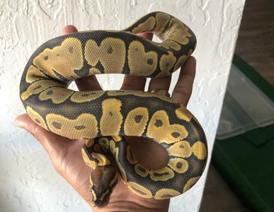 This is a ghost morph royal ball pythons, that we breed and sell snakes.