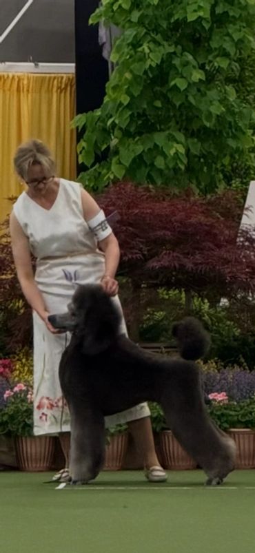 Woman presenting a well-groomed black poodle at a dog show.