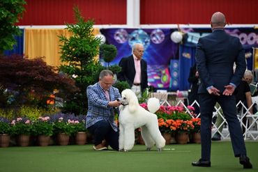 A man presents a white poodle at a dog show with judges watching.