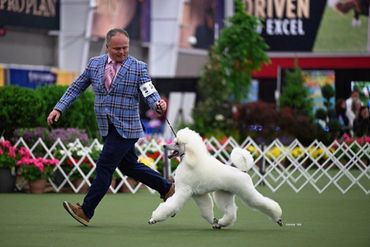 Man in checkered jacket walking a groomed white poodle at a dog show.