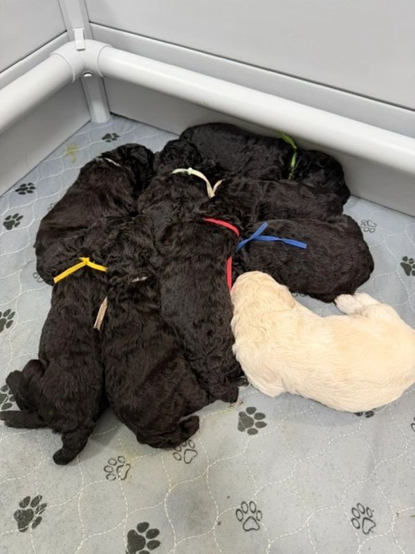 A litter of puppies, mostly black with one cream-colored, sleeping closely together.