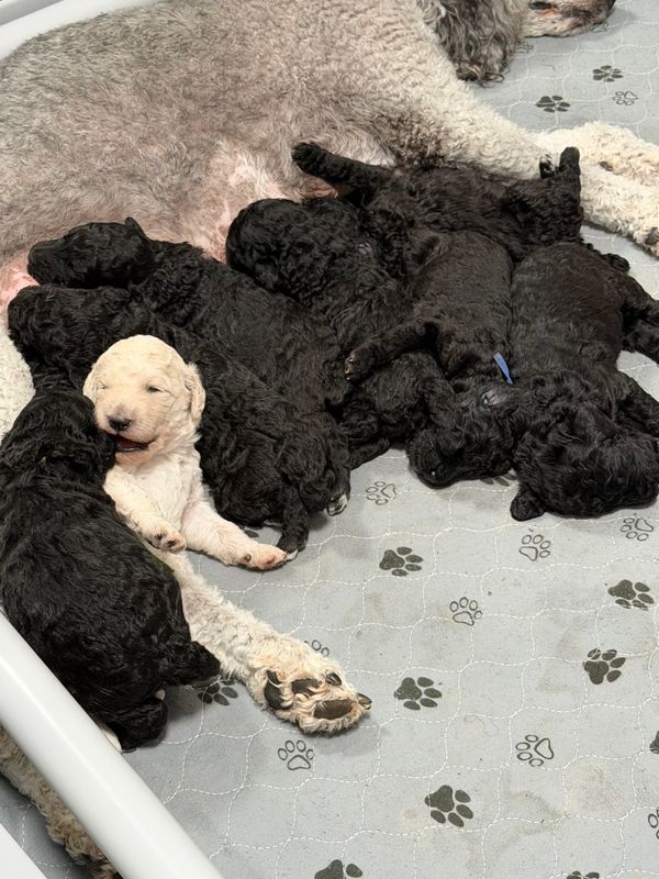 A group of curly-haired puppies nursing from their mother, one puppy is white while the others are black.