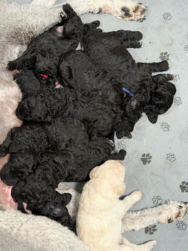 A litter of black puppies and one white puppy sleeping together on a paw-print blanket.