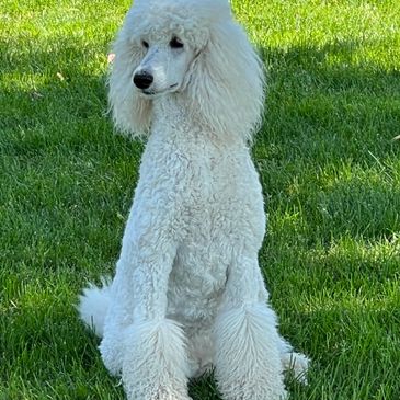 A white poodle sitting on green grass in sunlight.