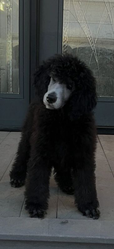 Fluffy black poodle puppy standing on a porch with a curious expression.