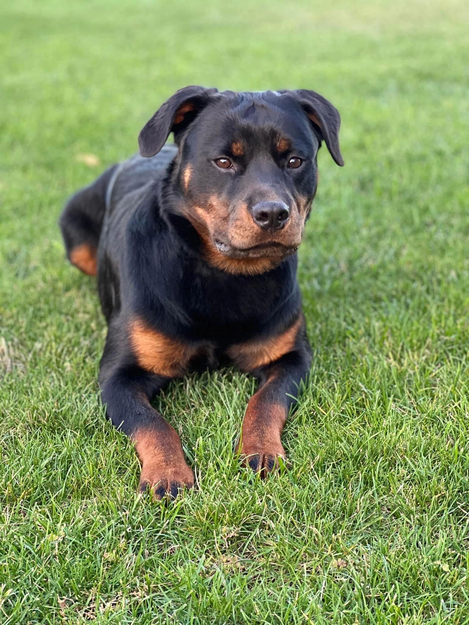 Canine Obedience Training | Paws in Motion Dog Training