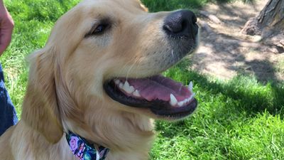 Obedient pet doing dog training in Omaha, NE