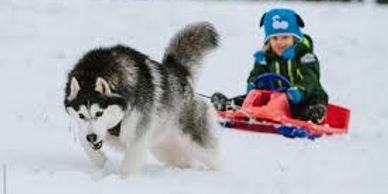 Husky exercise clearance equipment