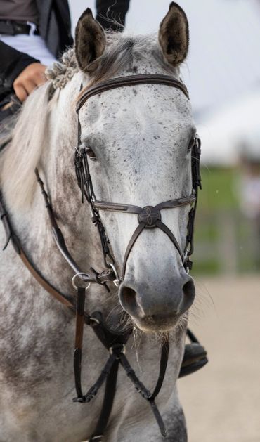 Close-up of a gray horse with a bridle and rider in the background.