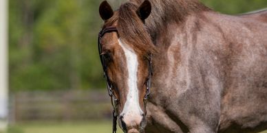 Close-up of a brown horse with a white stripe on its face and a bridle.