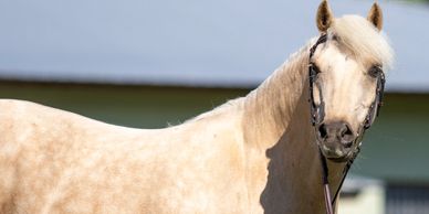 Light beige horse with a bridle looking at the camera outdoors.