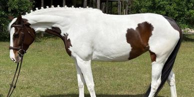 White horse with brown patches standing on grass.