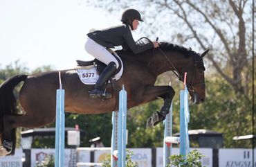 Equestrian rider jumps horse over blue poles during competition.
