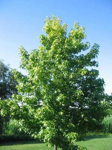 image27