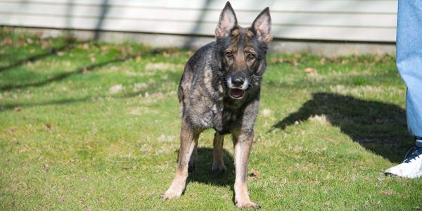 Sedona deals shepherd rescue