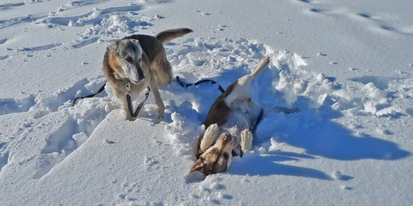 Shepherd and husky in snow