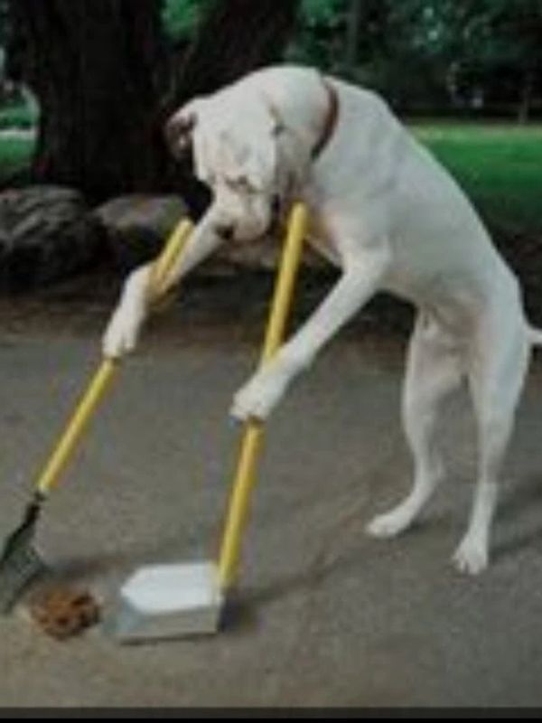 Animal and Dog cleanup services
