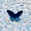 Chrysalis Now