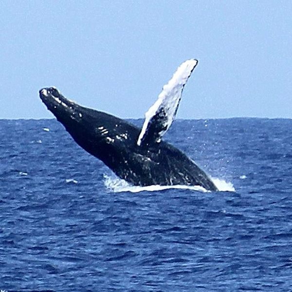 This magnificent mammal passes by Salt Cay between late January and early April