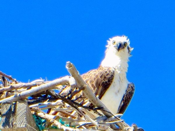 Bird lovers will enjoy the multitude of birds that frequent Salt Cay