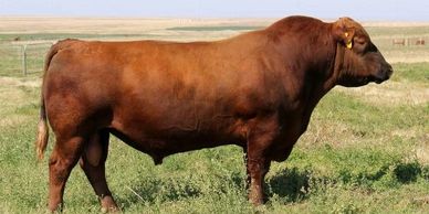 pure-bred and registered breeder bulls