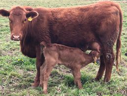 Cow calf pairs