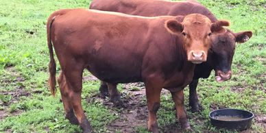 Yearling steers