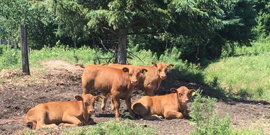 Steer calves