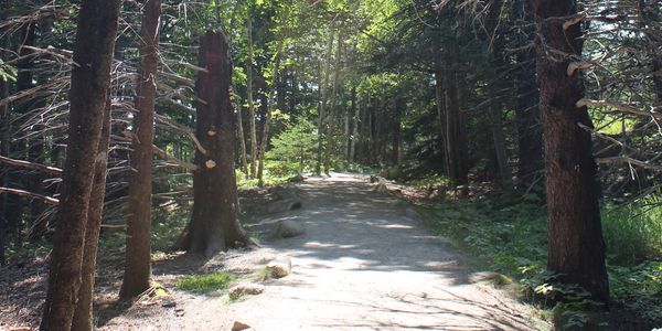 Sunlit forest path with tall trees casting shadows.