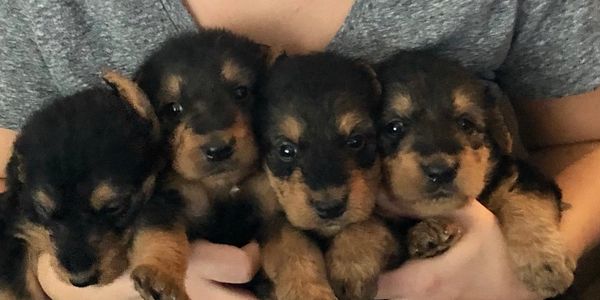 The boys at 4 weeks old🐾