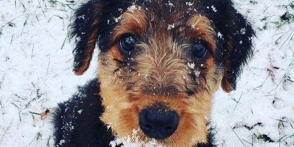 First snowy beard puppy 