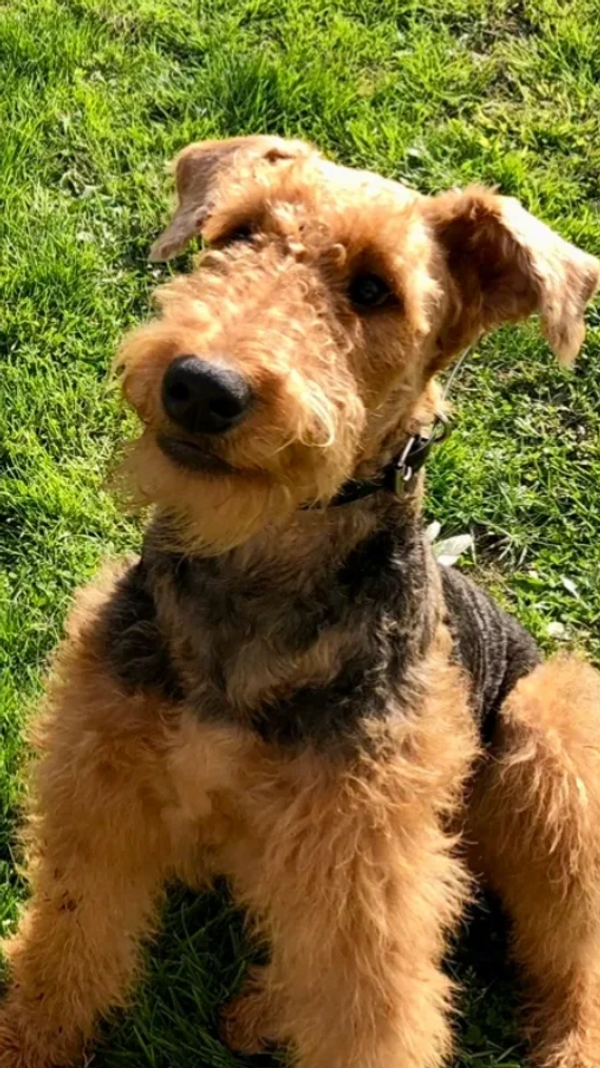 airedales