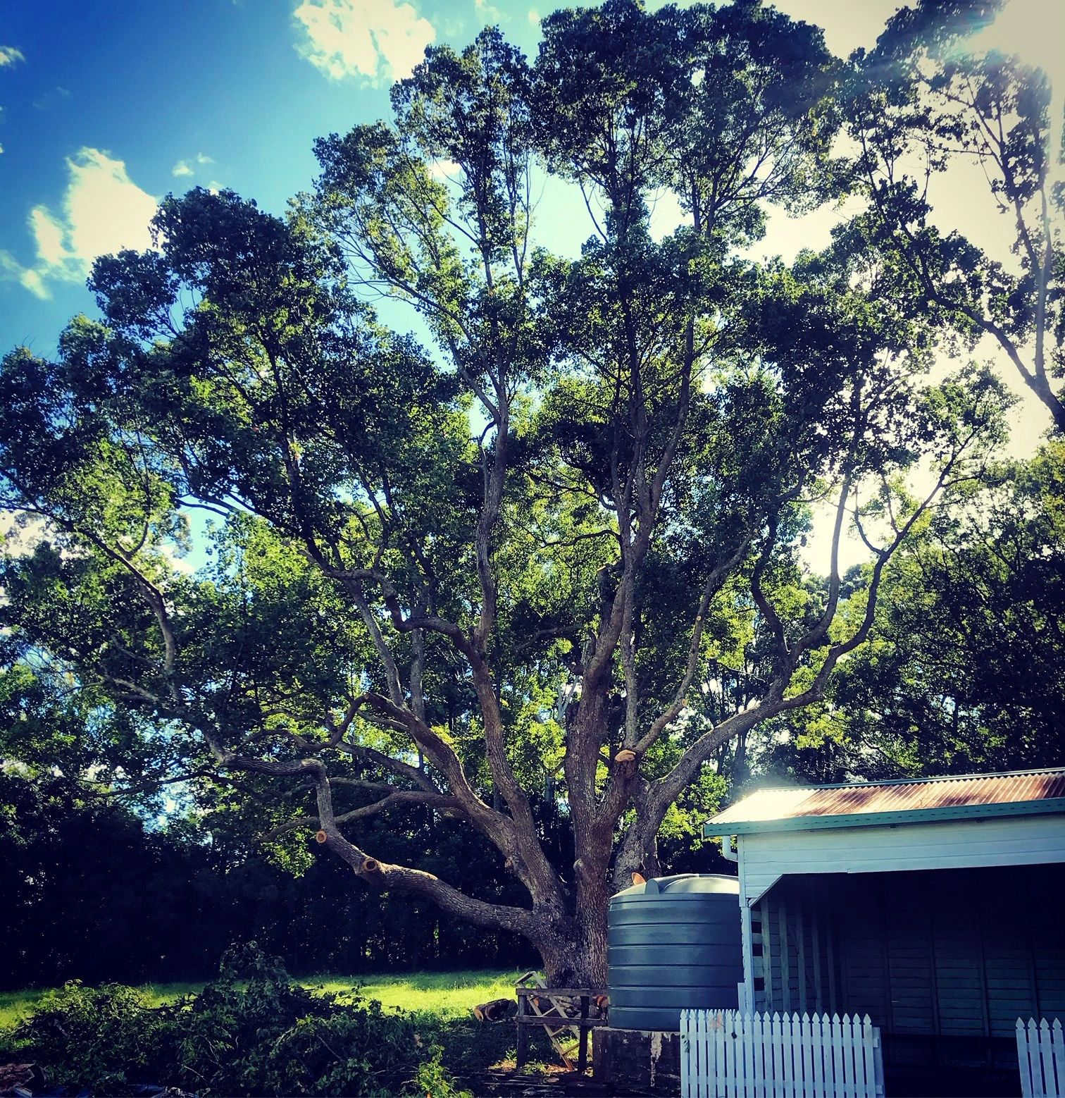 Camphor Laurel crown pruning to remove deadwood and redundant growth. Tree Pruning Ballina