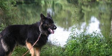 Rosehall German Shepherds - German Shepherds, Straight Back Old Style