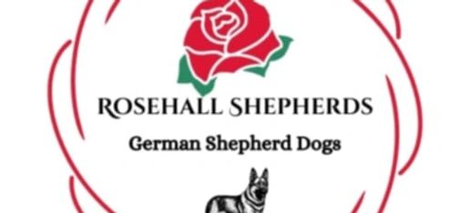 Rosehall German Shepherds - German Shepherds, Straight Back Old Style