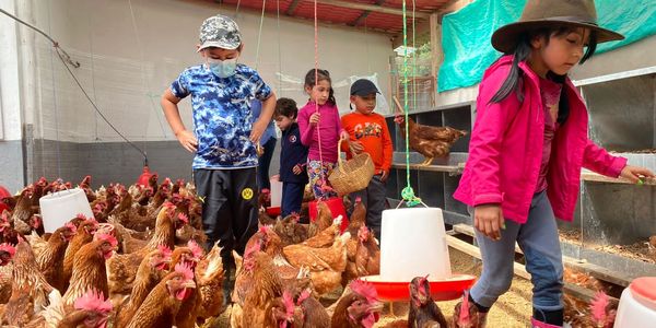 Niños recogiendo huevos de las gallinas felices.