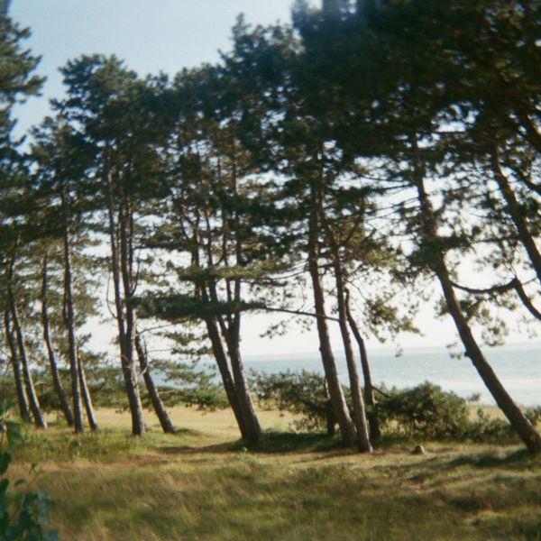 Tall pine trees stand along a grassy area near the sea under a clear sky.