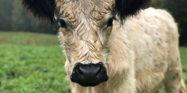 Galloway Cow Isabel