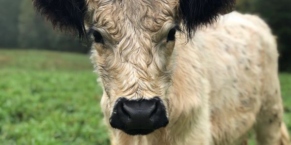 White Scottish Highland Cow