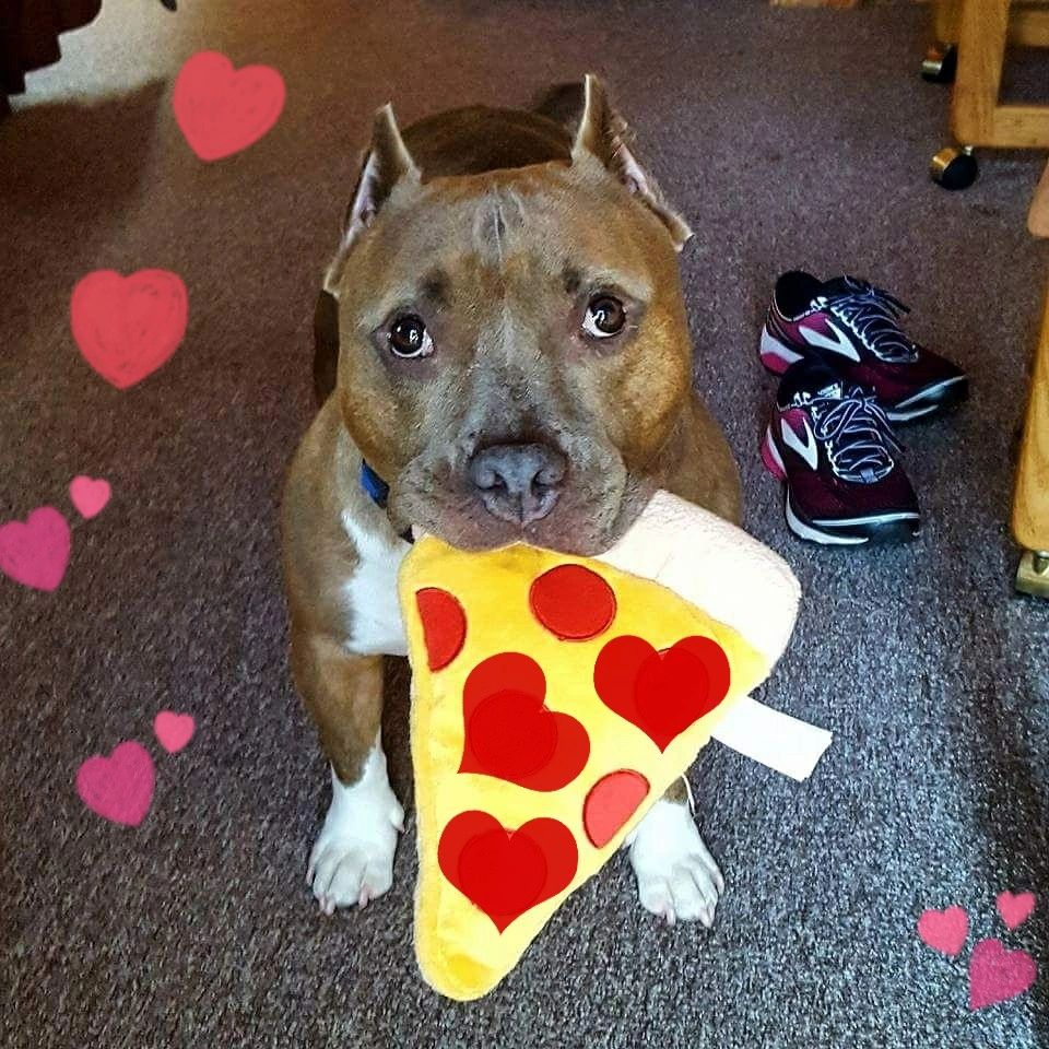 5 REASONS DOGS RIP UP TOYS