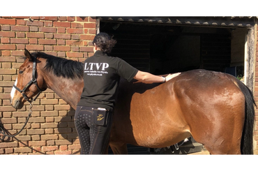 relaxed horse enjoying veterinary physio treatment