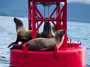 ketchikan fishing, ketchikan charter, ketchikan boat charters, ketchikan salmon fishing, Ketchikan