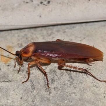 American cockroach