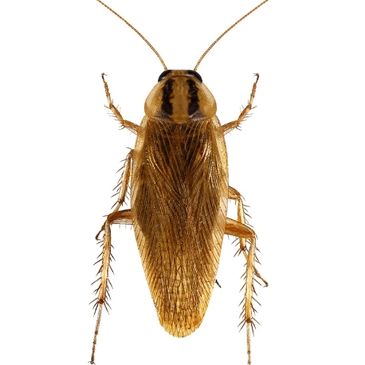 German cockroach