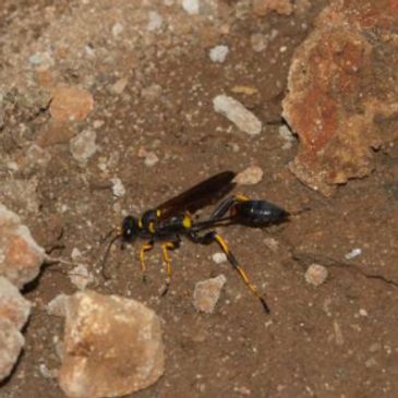 Mud dauber, wasps